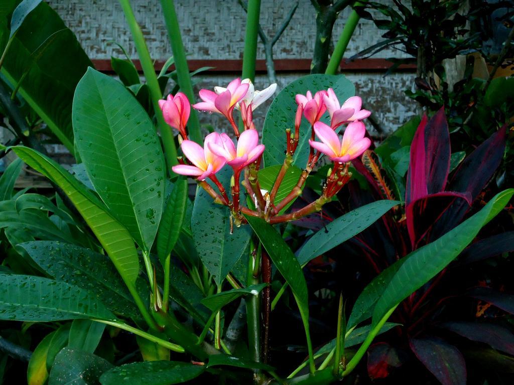 Dewa Put Guest House Ubud Buitenkant foto